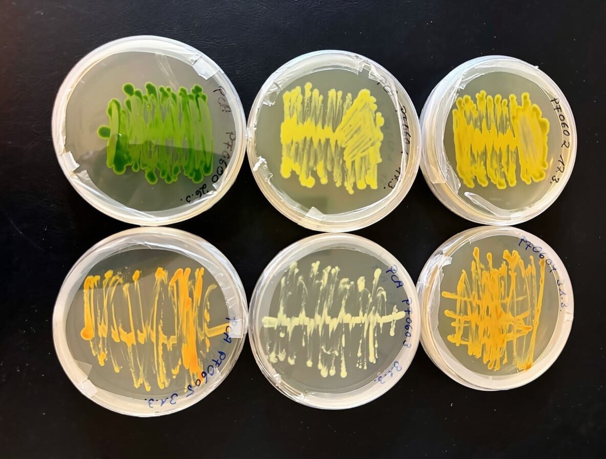 Six agar plates of colour-variant Chlorella strains, from dark green through light green, yellow and orange to near-white