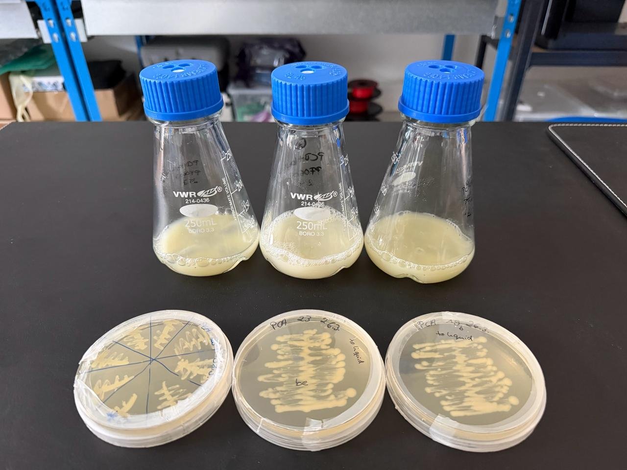Heterotrophic microalgae cultures in shake flasks alongside strain isolates on agar plates during PhycoFerm strain development