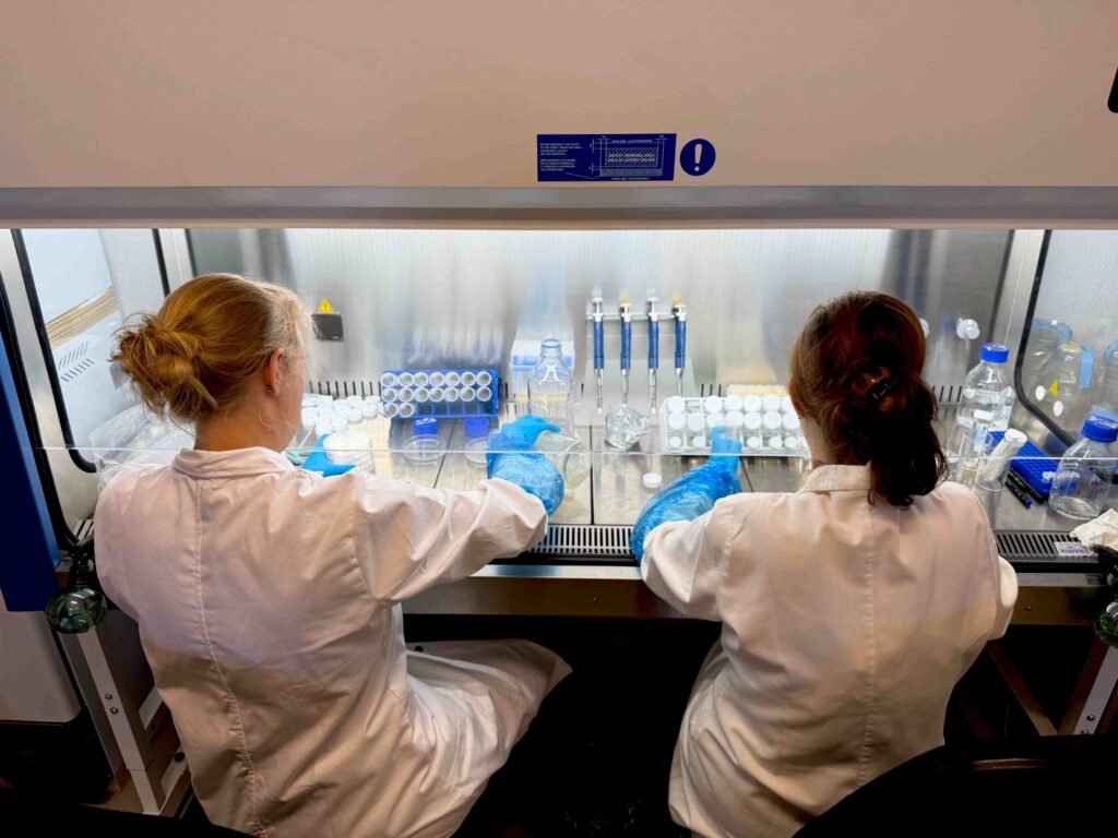 PhycoFerm scientists developing microalgae strains in a laminar flow cabinet