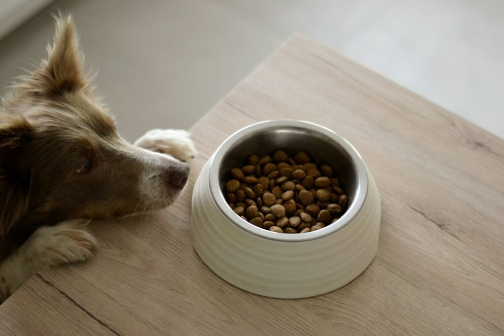 Dog eating from a bowl