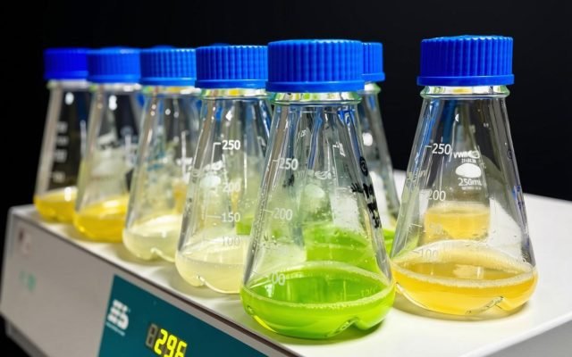 Erlenmeyer flasks of non-GMO Chlorella strains on a shaker, showing the yellow, white and green colour range