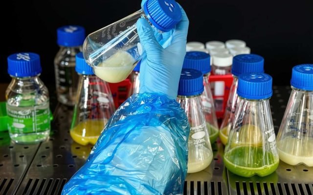 Researcher holding a flask of white Chlorella culture beside green and yellow strains at PhycoFerm